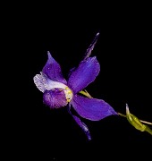 Delphinium nutallianum 18-9333